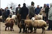 فروش دام زنده در ورودی شهرها ممنوع است/با متخلفان برخورد می‌شود