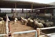 پیش بینی افزایش قاچاق دام