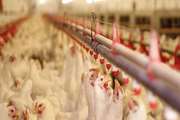 توصیه‌های بهداشتی به مرغداران به منظور پیشگیری از بیماری آنگارا
