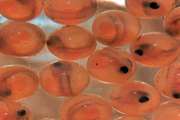 انجام واردات تخم چشم‌زده ماهی قزل‌آلا بر مبنای روش‌های علمی، ارزیابی‌خطر و کنترل شده