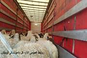 صادرات 4600 راس دام سبک به مقصدکشورهای حوزه خلیج فارس