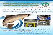 عرضه مستقیم ماهی قزل آلا