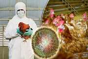 وضعیت بیماری آنفلوانزای فوق حاد پرندگان در کشور قزاقستان