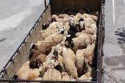 توقیف 98 راس دام غیر مجاز در جنوب کرمان
