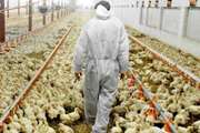 نتایج آزمایش آنفلوآنزای فوق حاد پرندگان در آذربایجان‌شرقی منفی است