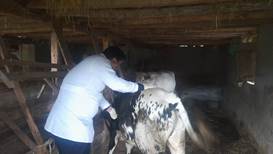 برگزاری رزمایش جهادی «تجمیع خدمات دامپزشکی» در رضوانشهر؛ از واکسیناسیون تا آموزش چهره‌به‌چهره دامداران