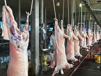 نظارت بی‌امان دامپزشکی مازندران در کشتارگاه ها؛ بیش از ۱۹۱ هزار تن گوشت مرغ و ۱۱ هزار تن گوشت قرمز سالم به بازار عرضه شد